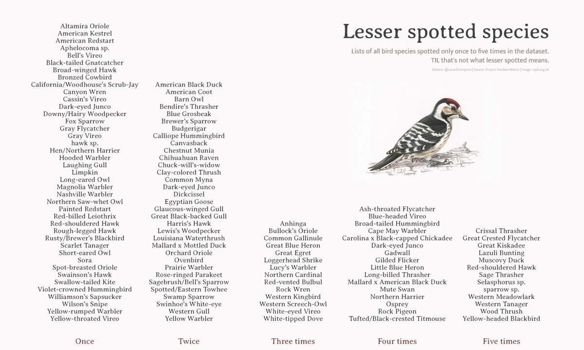 Dataviz of five columns listing in alphabetical order the species of birds only featuring once, twice, three times, four times and five times in the dataset. The graph is decorated with a hand drawn image of a woodpecker. The text (other than the species lists) reads: (title:) Lesser spotted species (subtitle:) Lists of all bird species spotted only once to five times in the dataset. TIL that's not what lesser spotted means. (caption:) Dataviz: @cararthompson | Source: Project FeedwerWatch | Image: rspb.org.uk