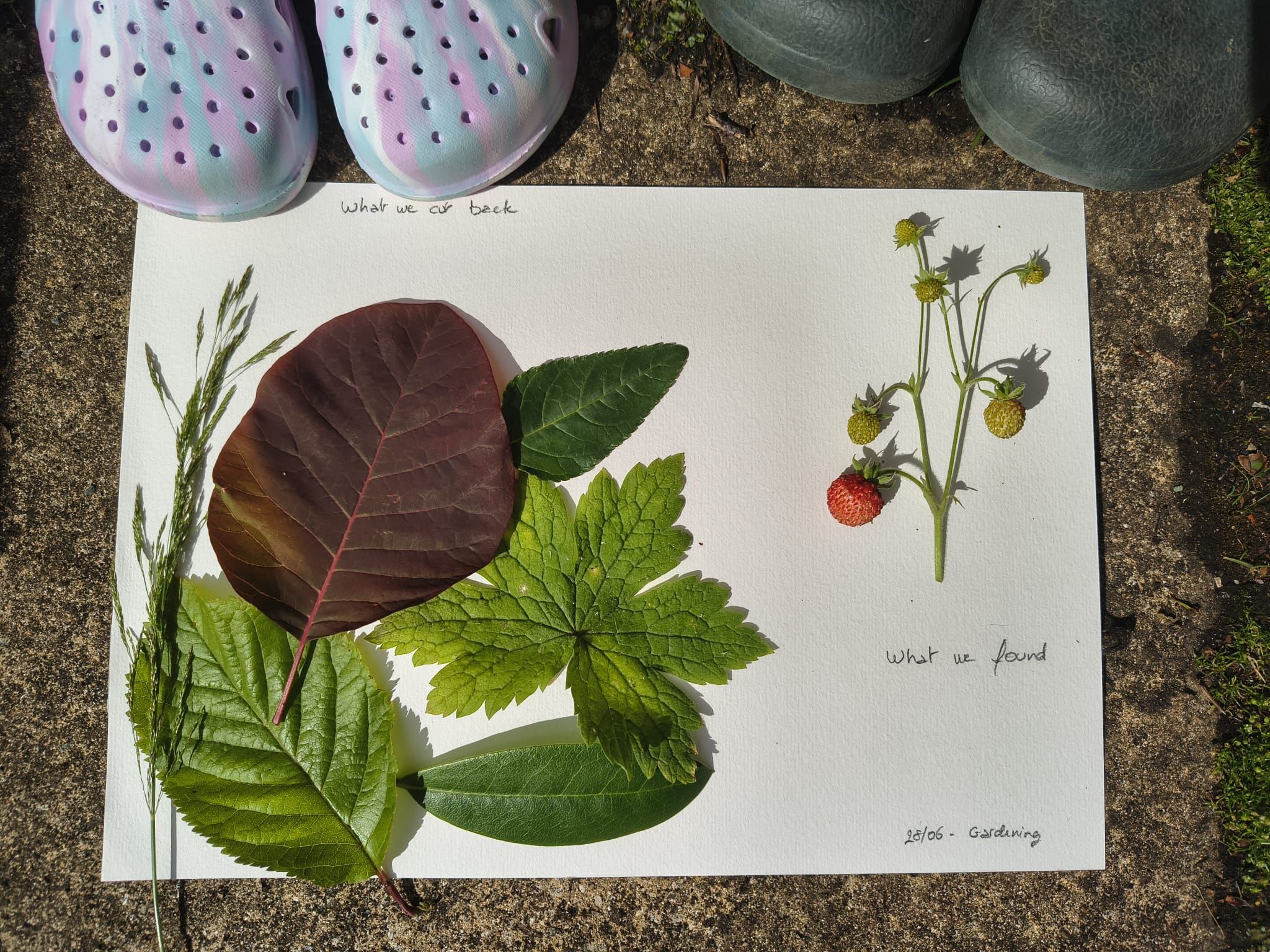 A piece of A4 paper lies on the ground with different types of leaves placed on top representing the foliage which was cut back in the garden. Beside these is a little stalk of strawberries found when the foliage was cut back. An adult and child's pair of clogs can be seen at the top of the photo.
